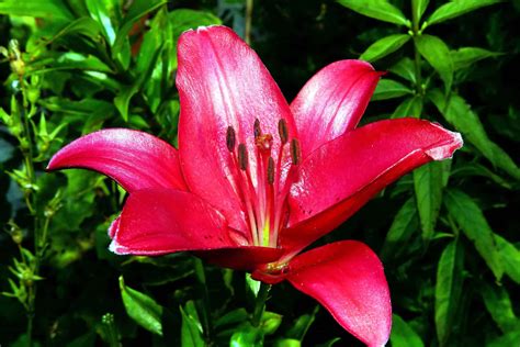 ¿Cuáles son las partes de una flor? - Curiosoando