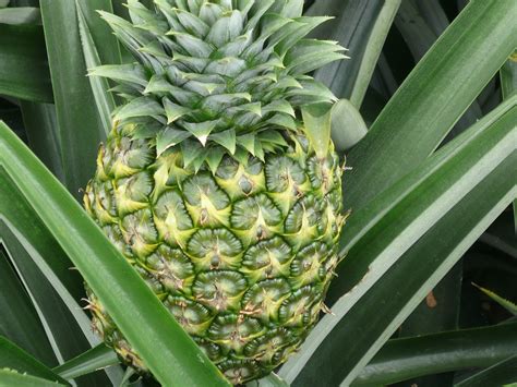 Jtp Trading Sdn Bhd Do You Know How To Plant Pineapple