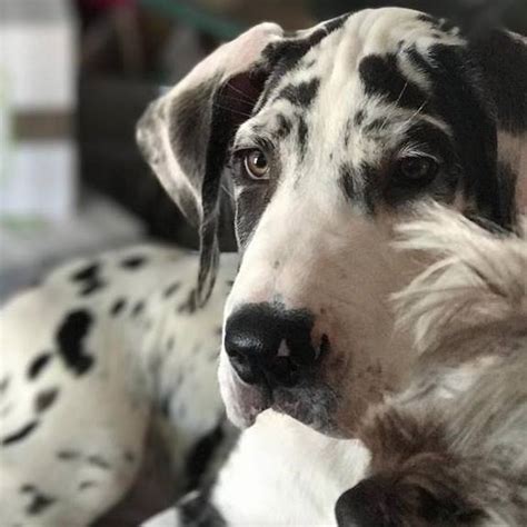 A willingness to be trained and follow procedures accurately. Great Dane puppies SE Arizona - Home | Facebook