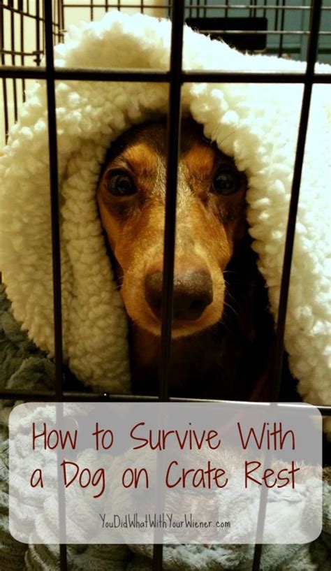 Crate games for dogs youtube. How to Survive With a Dog on Crate Rest