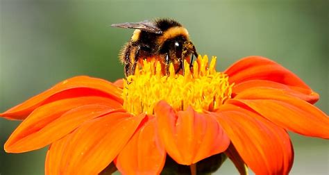 Or are you planning to go all green for pest control in your garden? Bees and Pest Control - VerdeGo