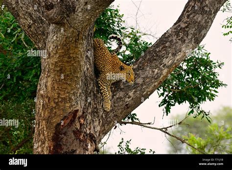 Leopard Panthera Pardus Climbing Down Tree Kruger National Park South
