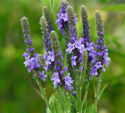 Blue Vervain Verbena Hastata 100 Seeds Or Dry Herb Gmo Etsy