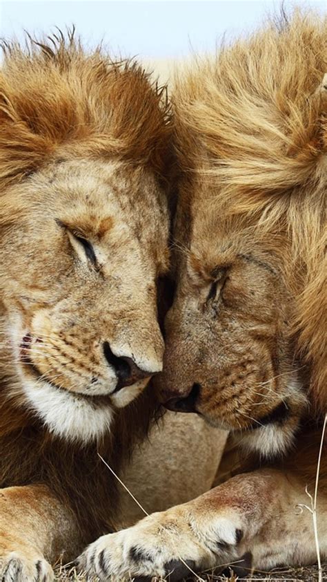 Lion Love Wallpapers Wallpaper Cave