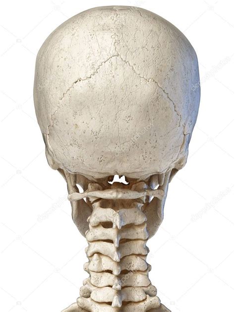 Learn more about the anatomy and function of the skull in humans and other vertebrates. Human skull viewed from the back. - Stock Photo , #ad, #skull, #Human, #viewed, #Photo #AD ...