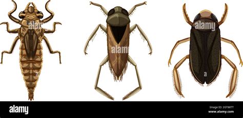 Types Of Beetles Stock Vector Images Alamy