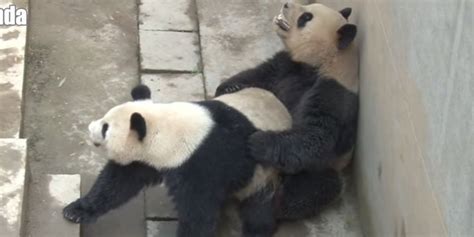 Chinas Sexiest Panda Obliterates Own Record In Latest Sex Romp Huffpost