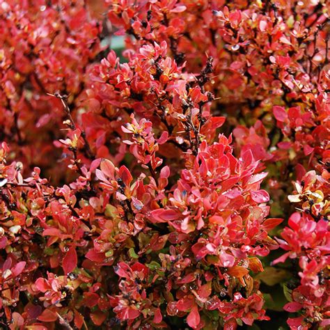 Golden Ruby Barberry For Sale Online The Tree Center