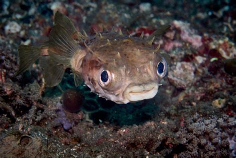 Ten Cutest Underwater Animals Scuba Diver Life