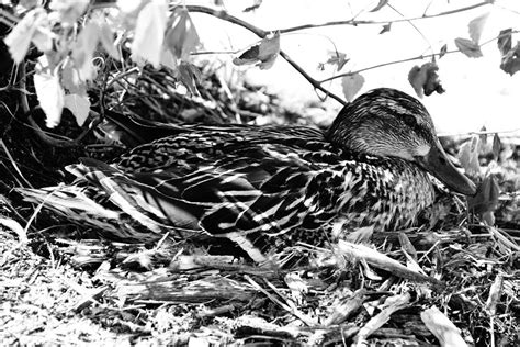 Nesting Hen Photograph By Steven Clipperton Fine Art America