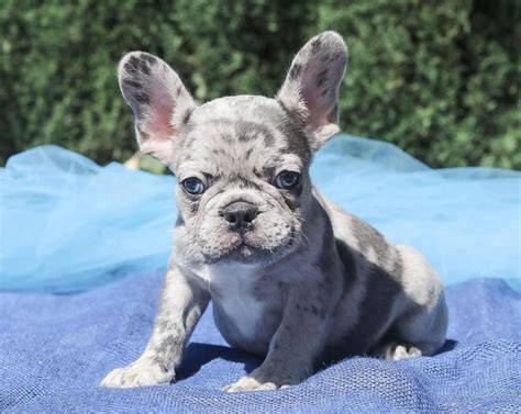 One boy and one girl. 55+ French Bulldog Merle Blue in 2020 (With images ...