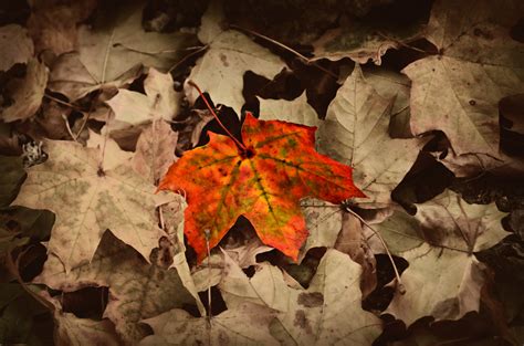 3840x2160 Wallpaper Red And Brown Dried Leaf Peakpx