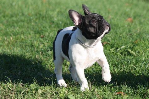Find french bulldog in dogs & puppies for rehoming | 🐶 find dogs and puppies locally for sale or this beautiful little purebred french bulldog puppy born just before christmas is still available. Nell 17 weeks | French bulldog, French bulldog puppy ...