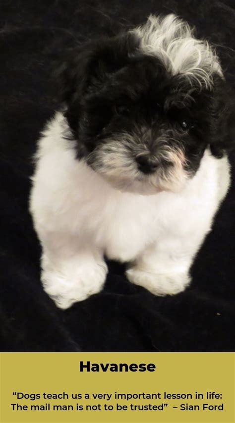 Havaneseoftheday Havanese Dogs Full Grown Havaneserofinstagram