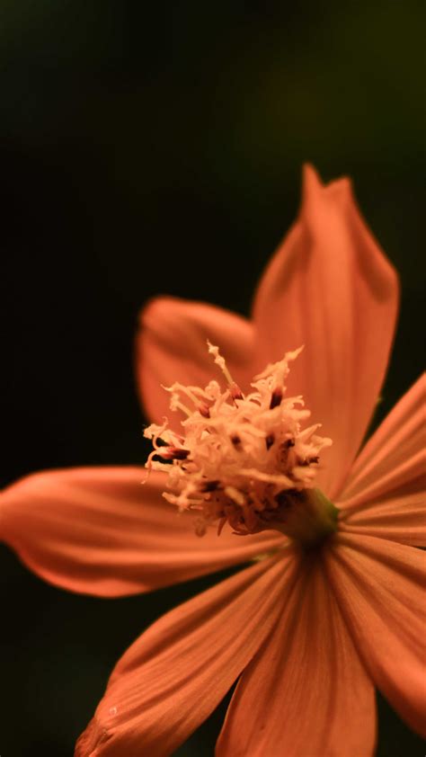 Yellow Orange Coreopsis Tickseed Flower Micro Free 4k