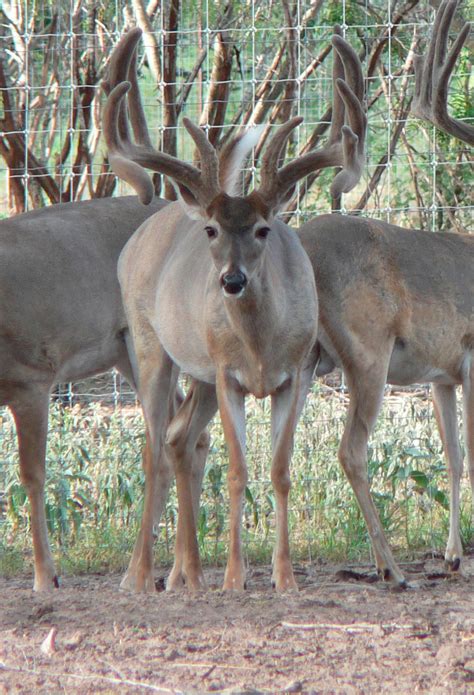 Whitetail Deer For Sale Cold Creek Ranch Texas