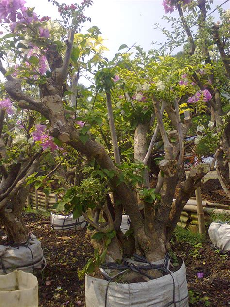 Ground cover, halaman rumah, kacang hias, rumah hiau, rumput gajah mini, ubi hias. Jual Tanaman Hias: DONI FLORIST TUKANG TAMAN JAKARTA ...