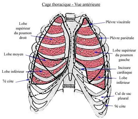Les Poumons Le Corps Humain Poumon Anatomie Anatomie Poumon