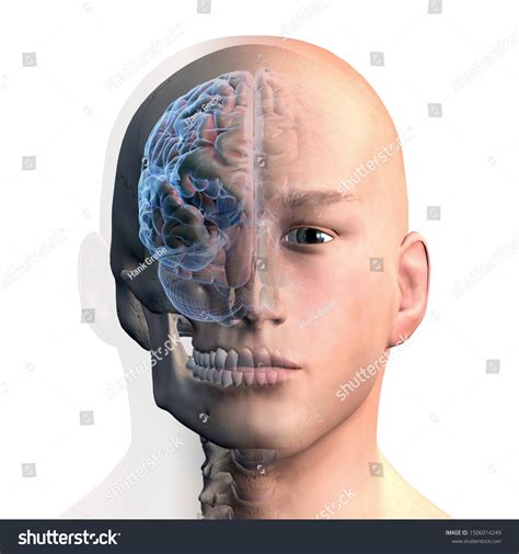 Front View Mans Head Brain 3d Stock Illustration 1506014249 Shutterstock
