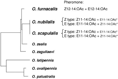 Phylogenetic Relationships Of Ostrinia Moths And Sex Pheromones Minor