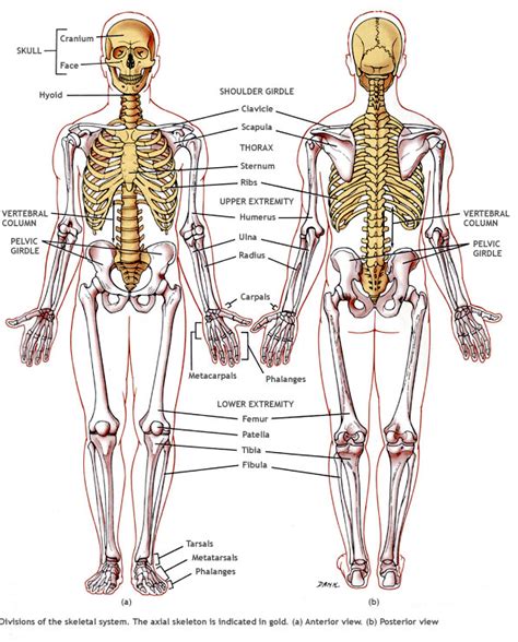 Ks Biology Ks Biology Part Skeletal System