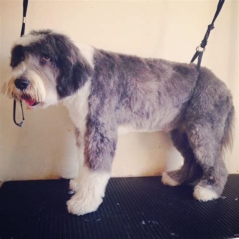Scruff Busters Dog Grooming Verwood Bournemouth Ringwood Poole