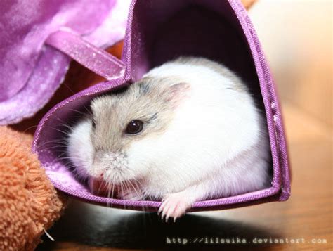 Cupcake The Hamster By Lilsuika On Deviantart