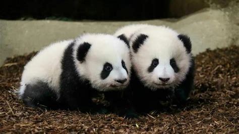 The Twin Pandas Huan Lili And Yuan Dudu Born In France Officially