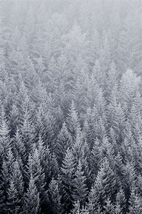 41 Winter Pine Trees Wallpaper On Wallpapersafari