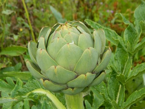 Artichoke An Artichoke In A Field Somewhere In France Ruben