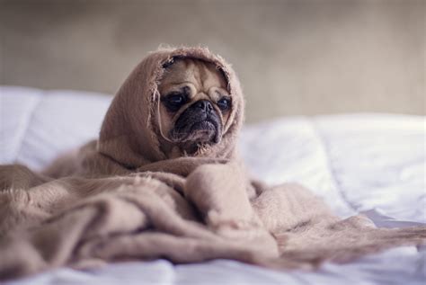 Dog Flu And Colds What To Do When My Dog Is Sick Veterinary Urgent Care