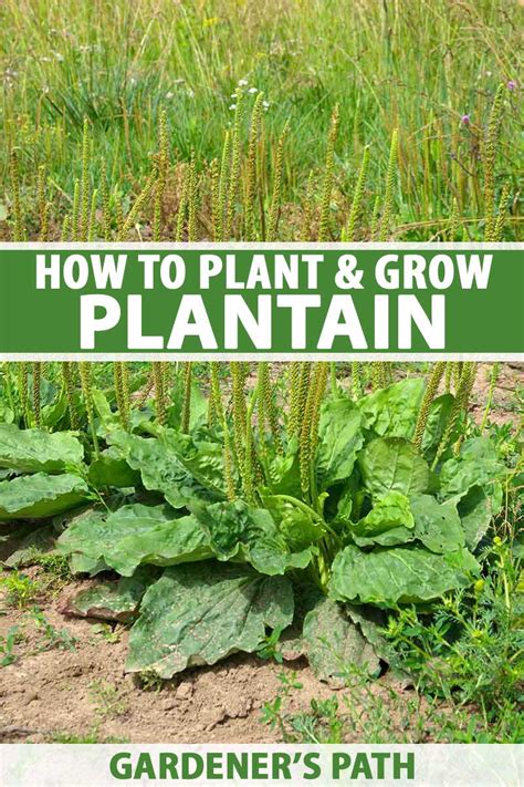 How To Plant And Grow Plantain Gardeners Path