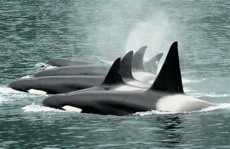 Chugach Transient Alaskan Orcas Mostlyscience