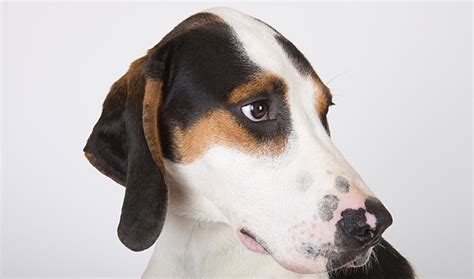 treeing walker coonhound dog breed information
