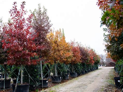 Top Trees For Fall Color In North Texas 2019 Edition Sugar And Sap