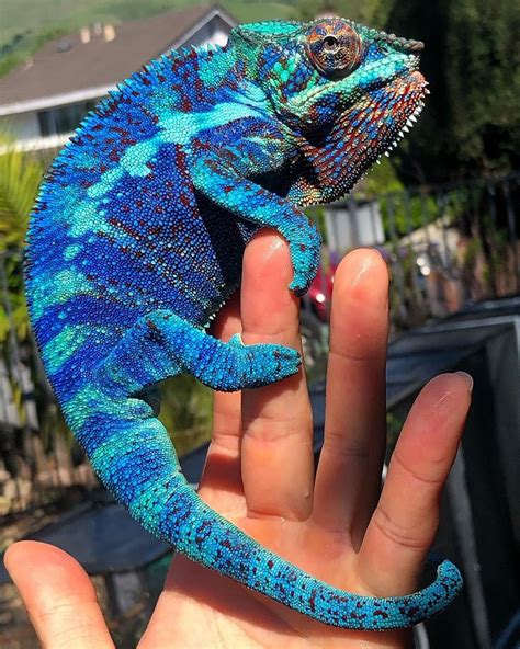 Incredibly Beautiful Blue Chameleon Roddlysatisfying