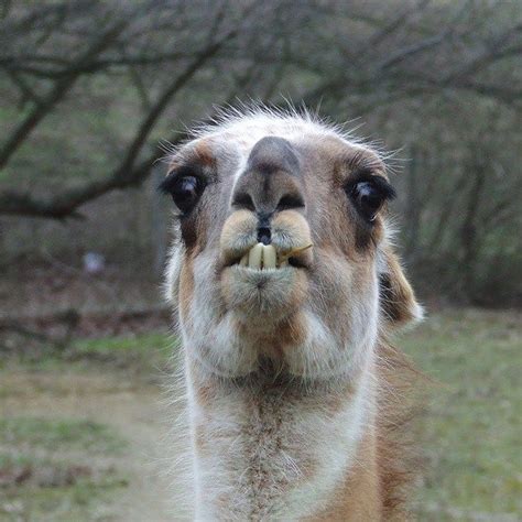 Joy And Derpiness 17 Derpy Llamas And Alpacas Goats Funny Funny Goat Pictures Llama Pictures