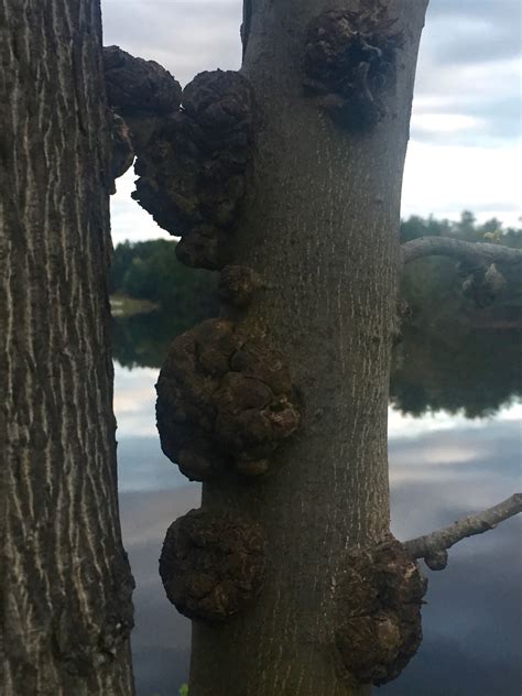 Tree Warts Also Known As Burls Nature On Campus