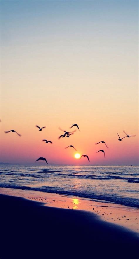 Sunset Nature Birds Calmness Iphone Wallpaper Живописные пейзажи