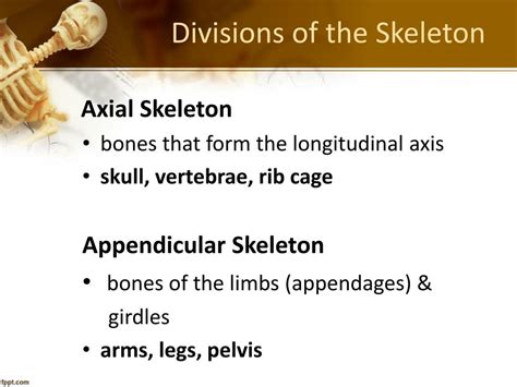 Ppt Chapter 5 The Skeletal System Powerpoint Presentation Free