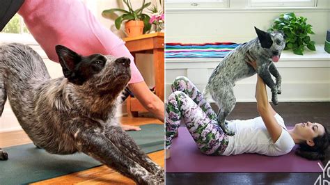 Modern yoga is the result of an idea that has constantly expanded and grown over time. What Type of Dog Is Benji from 'Yoga with Adriene'? How ...
