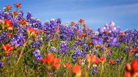 Where To See Wildflowers In Southern California Bring Your Camera