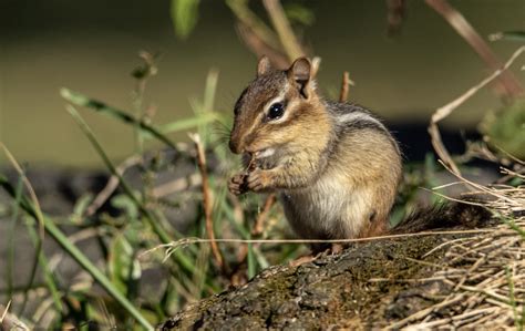 Chipmunks In New York Citys Parks Nyc Parks