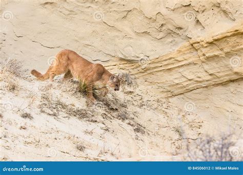 Stalking Mountain Lion Stock Photo Image Of Cougar Creatures 84506012