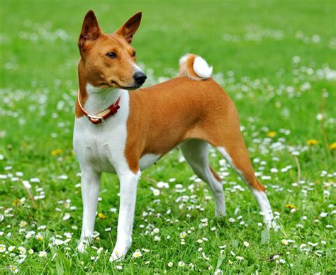 Basenji Barkless Dog Dog Breed Information Images