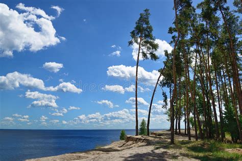Pine Forest And Coast Cliff Stock Image Image Of Horizon Cumulus
