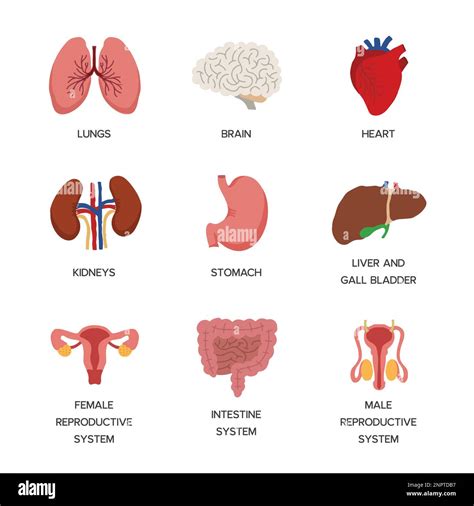 Organi Interni Anatomia Del Corpo Umano Icone Degli Organi Polmoni E