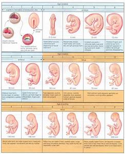 Pin By Wendy Coetzee On Baby Info Pinterest Pregnancy Babies And