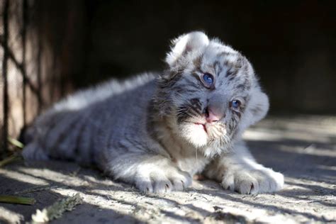 A Siberian Tiger Cub With Mesmerizing Blue Eyes Picture Cutest Baby