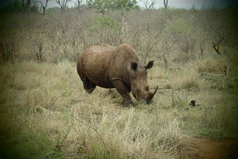 Raise awareness and get involved! African Animal List - OUR WANDERLUST